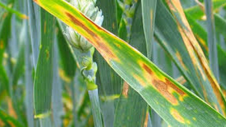 Прогноз фітосанітарного стану та рекомендації щодо захисту основних сільськогосподарських рослин у господарствах Херсонській області в осінній період 2019 року